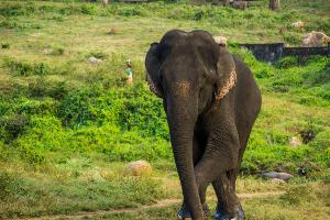 Periyar National Park