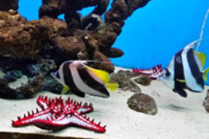 About Abyss Marine Aquarium Goa