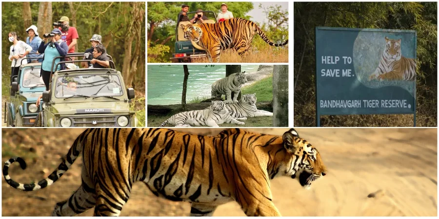 Kanha Bandhavgarh Wildlife Tour 